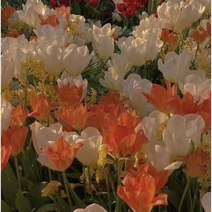 Meet your Posher, Sydney